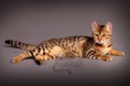 /album/amina/a2-bengal-kitty-beauty-cat-faith-amina-jpg1/